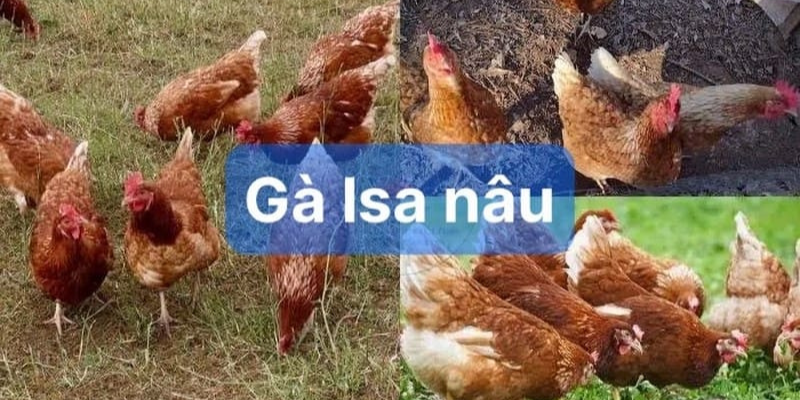 Giống gà có khả năng sản xuất trứng siêu nhiều